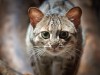 Tiny 300,000-Year-Old Cat Found in China Sheds Light on Prehistoric Felid Diversity