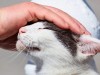 According to Psychology, What It Means When Someone Is Always Petting Cats