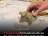 Rediscovered Antarctic Fossil Turns Out to Be First Dinosaur Ever Found on the Continent