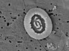 Microscopic Ocean Cells Define a 40° Latitude Divide That May Redraw Earth’s Carbon Budget