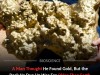 Man’s ’ ‘Gold’ Find Is Actually a 4.6 Billion-Year-Old Meteorite From Space