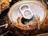 Two Hikers Found a Rusted Can in a Forest Packed With Nearly 600 Gold Coins Worth $330,000