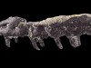 83‑million‑year‑old sharp‑toothed reptile unearthed in France, named after the tiny village of Villeveyrac