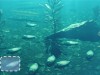 Scientists Equip Giant Cockroaches With Mini Diving Suits to Stay Underwater for Three Hours