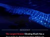 Giant Bioluminescent Shark Uses Side Glow as Spotlight, While Dorsal Fin Remains a Mystery