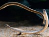 Ancient Lamprey Brain Map Shows 450‑Million‑Year‑Old Blueprint for Modern Vertebrate Brains