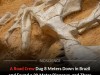 Construction Crew Digs Up Massive 120 Million Year Old Dinosaur Hidden Beneath Brazil Road Site