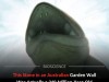 Garden Wall Rock Turns Out To Be A Rare 240 Million Year Old Predator Fossil