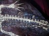 UV Light Reveals 125‑Million‑Year‑Old Crocodylomorph Skin and First Color Pattern
