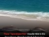 Rare Deep Sea Oarfish Wash Up on Mexican Beach Stirring Ancient Legends