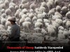 The Great Sheep Panic of 1888 Remains One of Britain’s Most Baffling Unsolved Mysteries