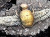 Scientists Discover Egyptian Amulet in Tomb in Spain, 2,000 Miles from Egypt, And Wonder How It Got There