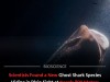 DNA Reveals New Deep‑Sea Ghost Shark Species Hidden in Costa Rica’s Waters at 800 Meters Deep