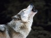 DNA Confirms Rare Wolf‑Dog Hybrid in Greece as Wolf Numbers Rebound