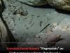 Underwater Cave Bones Reveal Hidden Environmental Fingerprints Unlocking Megafauna Mysteries