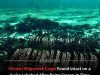 Roman Shipwreck Reveals 2,000-Year-Old Intact Cargo and Hidden Weapons