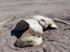 This 11-Year-Old Girl Found a Strange Bone on a Beach, It Turned Out to Be a Fossil From One of the Largest Sea Creatures Ever