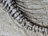 Scientists Uncover a 100-Foot Dinosaur Fossil So Heavy It Cracked the Road Beneath During Transport