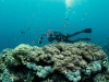 31 New Midwater Species Discovered off Brazil + First 3D Scan of a Living Microbe