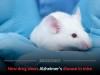 Swiss Researchers Reveal Compound 10 Slows Alzheimer Progression in Mice by Targeting GRK2