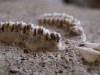 Buried for Hundreds of Thousands of Years, Ancient Teeth Contained a Protein Scientists Had Never Seen Before