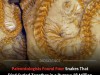 Four Ancient Snakes Found Curled Together Reveal 38 Million Year Old Hibernation Secret