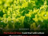 Chloroplast‑Engineered Lettuce Yields Animal Myoglobin, Paving Way for Better Meat Alternatives