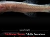 Hidden Demon Cavefish Unveils New Genus After Decades In Alabama Military Cave