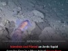 First Video Captures Arctic Bobtail Squid Carrying Egg Sac in Remote Greenland Waters