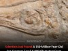 New Jurassic Ichthyosaur Species Uncovered in Germany Shows 9,000‑km Link to Mexican Relatives