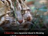 Scientists Are Baffled by a Mysterious Physical Mutation in Rare Japanese Leopard Cats
