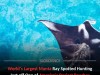 Rare Giant Manta Ray Filmed Feeding Just Feet From Busy New York Beach