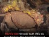 Scientists Uncover New Tiny Crab Species Hidden In South China Sea
