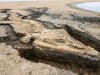 Giant 10-Metre Jurassic Sea Dragon Unearthed at Rutland Water, Britain’s Largest Fossil Reptile
