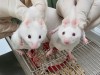 Ancient Choanoflagellate Gene Reprograms Mouse Cells, Producing Mosaic Mice