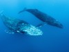 Two Humpback Whales Cover 9,300 Miles Between Australia and Brazil, Shattering Migration Record