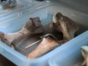 Paleontologists Discovered a 43-Foot-Long Ocean Predator Hidden in Museum Collections