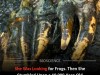Frog Researcher Stumbles Upon Rare 10,000 Year Old Mastodon Tooth in Creek Bed