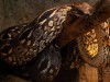 Inside a Mine in India, Scientists Unearth 15-Meter-Long Snake Fossil, Rivalling Titanoboa in Size