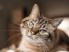 Scientists Find Slow Blink Lets You Talk to Your Cat