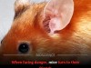 Scientists Discover How The Brain Forces Mice To Seek Out Friends During Danger