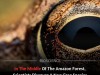 Scientists Discover New Frog Species Hiding in Plain Sight in the Amazon Rainforest