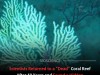 Scientists Rediscover Thriving Coral Ecosystem Once Thought Dead for 60 Years