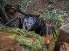 Ancient Insects Grew Massive, and Scientists Say Oxygen May Not Explain It After All