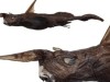 New Ghost Shark Species Discovered Deep Off Costa Rica Reveals Hidden Ocean Life