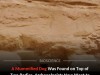 Archaeologists Discover Mummified Dog Placed Atop Ancient Human Remains in Egyptian Tomb