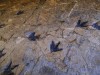 For 20 Years, No One Noticed This Ordinary School Rock Until Scientists Discovered 66 Dinosaur Footprints Hidden Inside