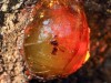 Scientists Found a Tiny Insect Trapped in Amber Since the Dinosaur Era With a Weird Feature