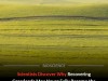 Recovering Grasslands May Never Truly Return To Their Original State After Disturbance