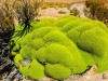Desert Mosses Harbor Hidden Fungi Inside Their Cells, Revealing Unexpected Plant Partnerships